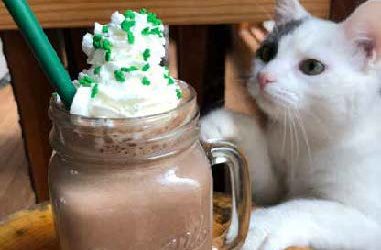 THIN MINT FRAPPE